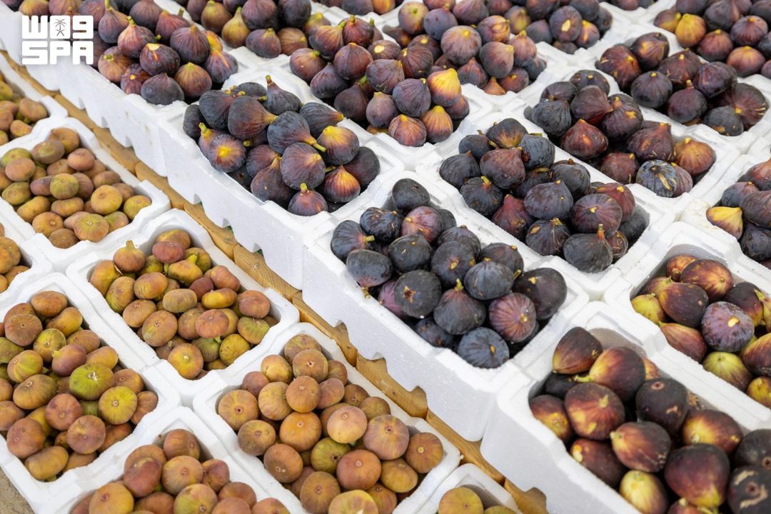 Al-Jawf bölgesinde yıllık incir üretimi 880 tonu aştı