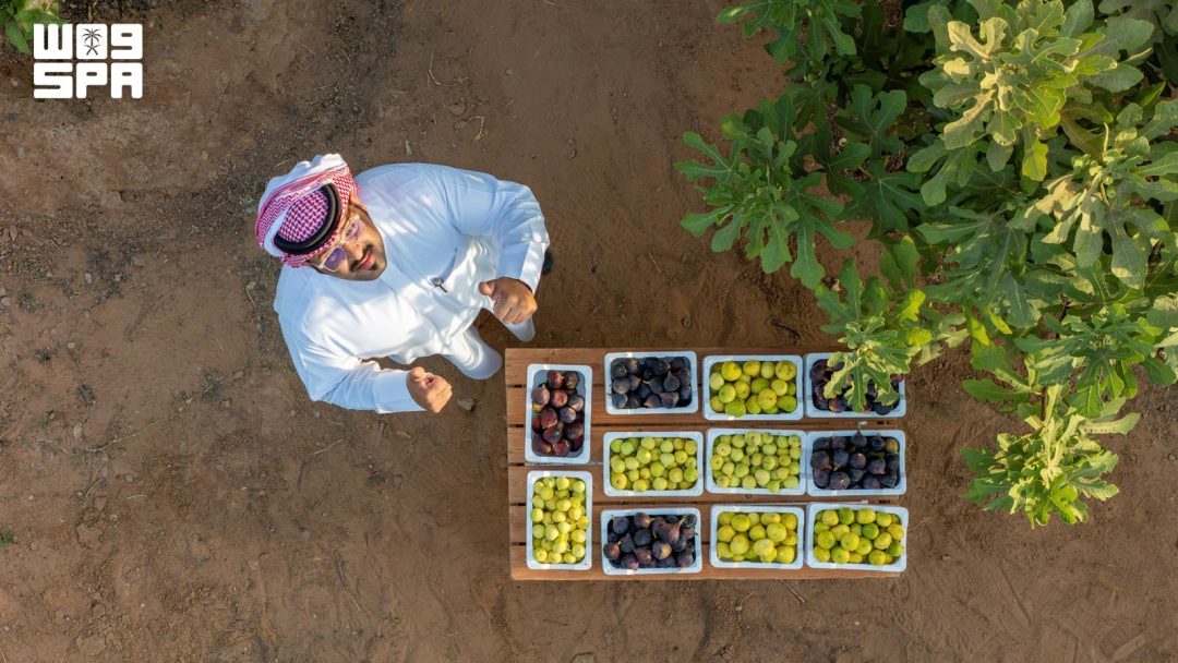 Al-Jouf fig production exceeds 880 tonnes annually