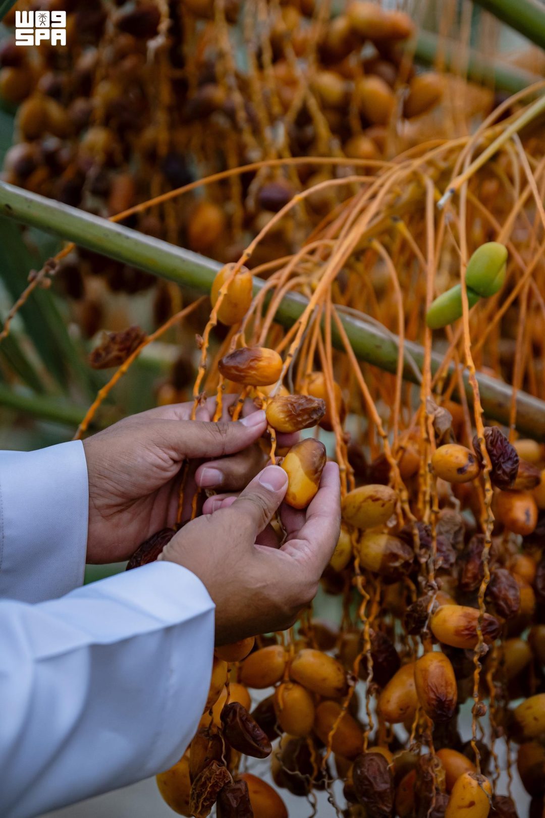 منطقة الباحة تنتج أكثر من 2000 طن من التمور سنوياً