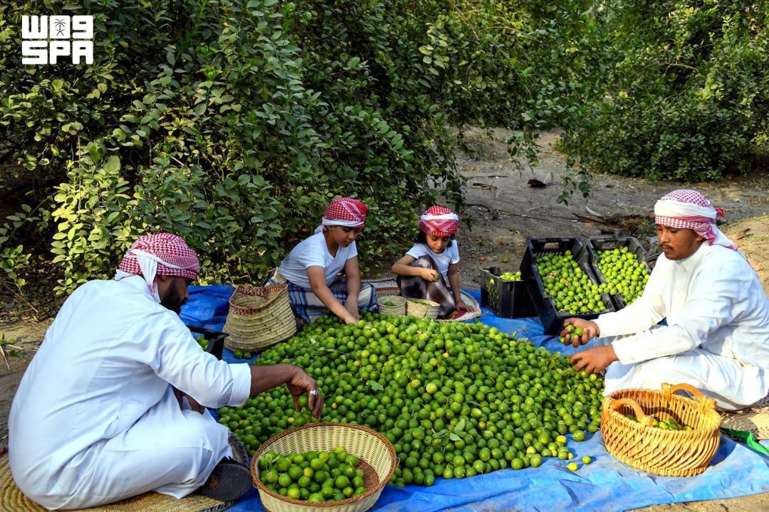 Al-Ahsa lime expands into Gulf markets