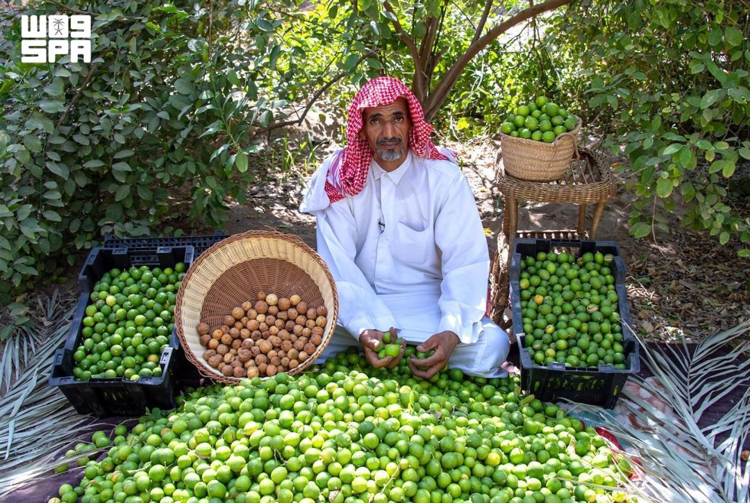 Al-Ahsa के नींबू स्थानीय और खाड़ी बाजारों में अपनी उपस्थिति बढ़ा रहे हैं