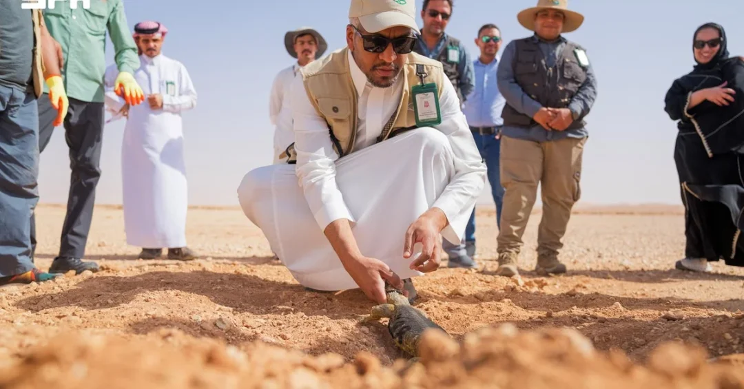 More Than 140 Spiny-Tailed Lizards Released in King Khalid Royal Reserve