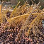 مزارعو القصيم يختتمون موسم التمور بمرحلة الجداد