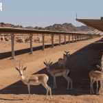 Заповедник принца Мухаммеда бин Салмана впервые разводит газелей на солнечной электростанции