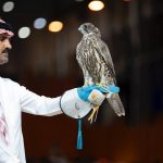 Dua Falcon Saker Terjual SAR476.000 di Malam Ketiga Lelang Falcon Mongolia
