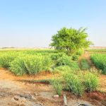 Al-Khawaniq: le gole di Al-Ardiyat tra natura e turismo rurale