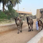 Al-Sawani: Qassim’s Ancient Water-Drawing Tradition