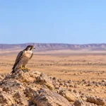 Peregrine Falcon Migration Revives Northern Borders Trapping Season