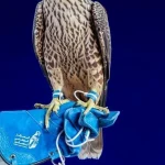 Two Falcons Sell for SAR304,000 at Saudi Auction 2026