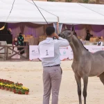Hail Arabian Horse Championship Opens with 280+ Horses