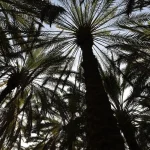 AlUla Date Harvest Nears End as Auction Runs to Nov 15