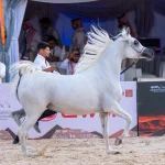 Hail Arabian Horse Show Draws 14,000+ International Visitors
