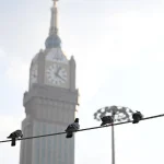 Sanctuary Pigeons of Makkah: An Enduring Living Legacy