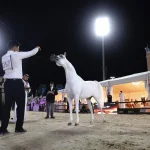 Hail Arabian Horse Show Draws 18,000 Spectators on Day 3